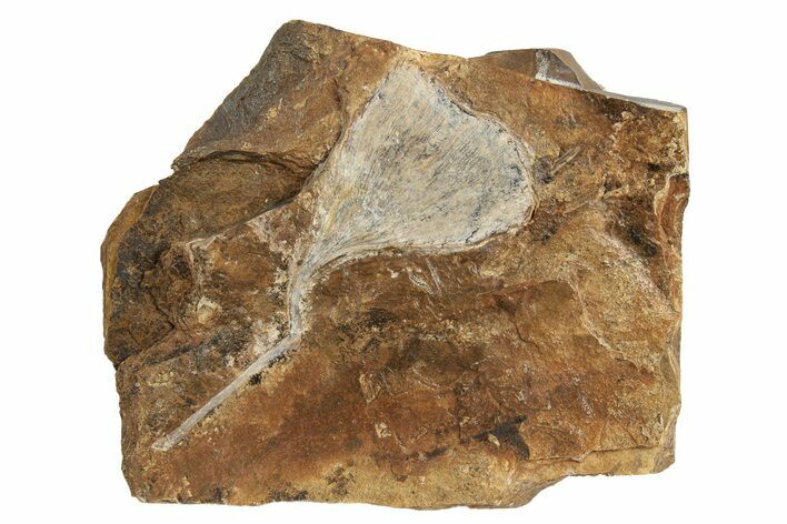 Fossil Ginkgo Leaf From North Dakota - Paleocene #236652